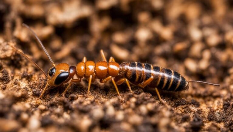 color of termites