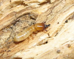 Drywood Termite Soldier
