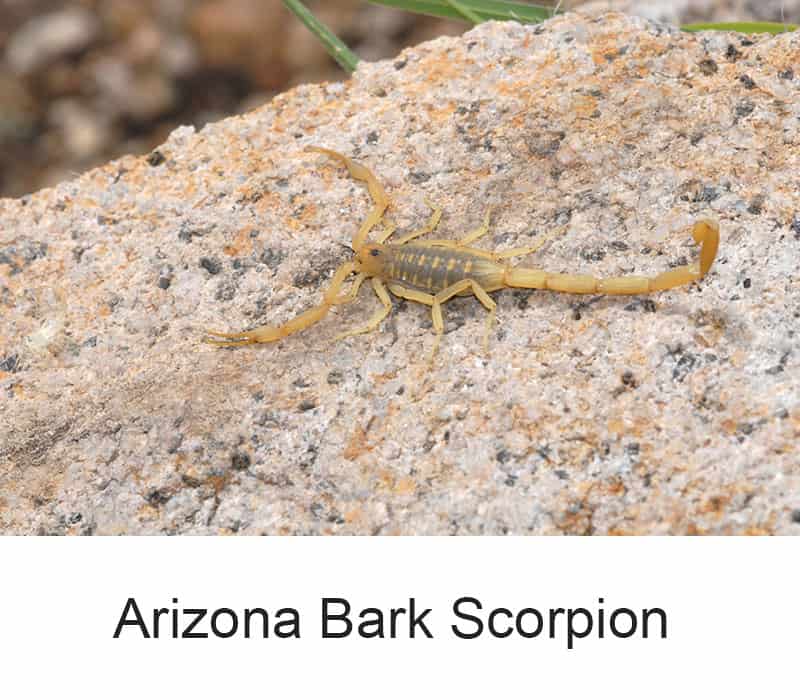 Arizona Bark Scorpion