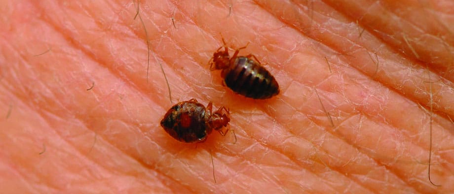 Bed Bugs in Phoenix