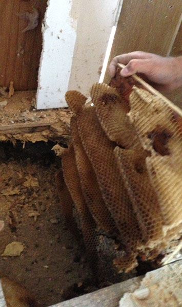 Pulling Back Hive to Reveal Honeycomb