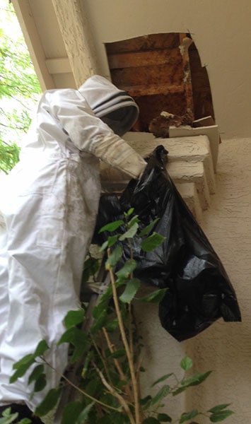 MasterTech Techinicial Removing Bee Hive on Phoenix Home