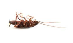 General Pests like Roaches