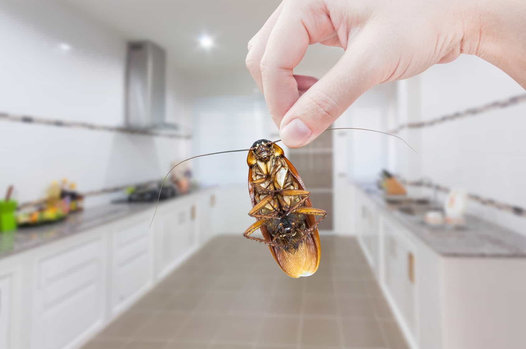 Cockroach Exterminator & Cockroach Pest Control Phoenix, AZ