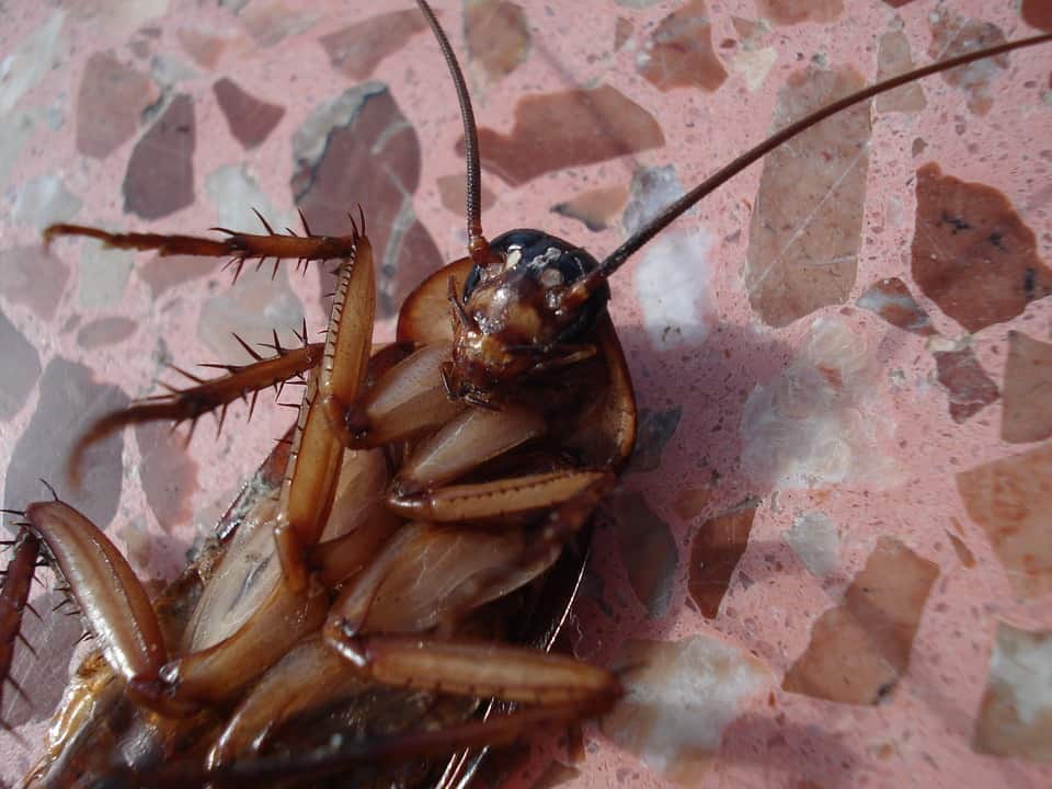 cockroaches phoenix