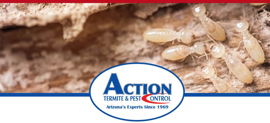 Termite Treatment Phoenix - Termites