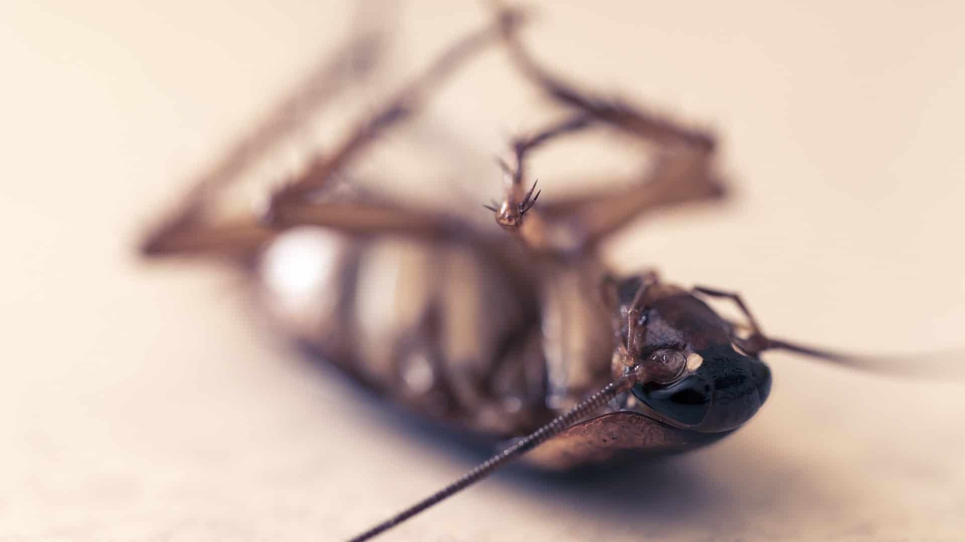 cockroaches phoenix pest control