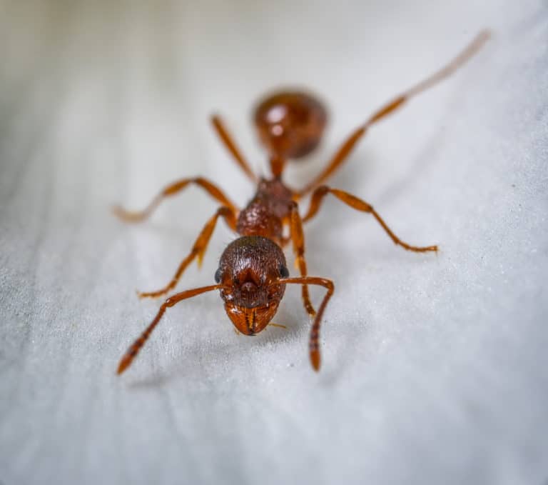 ants phoenix and scottsdale arizona