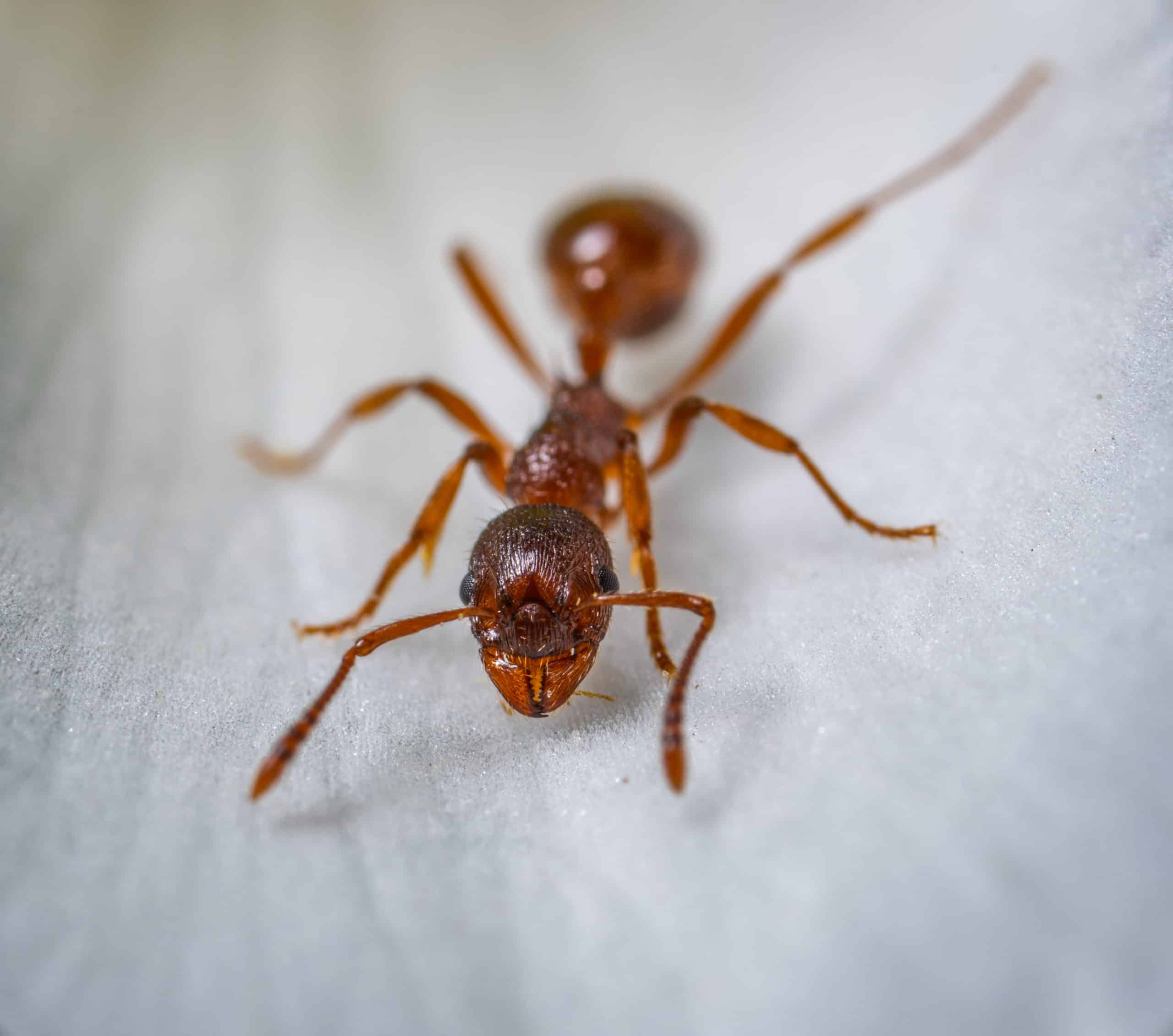 ants scottsdale
