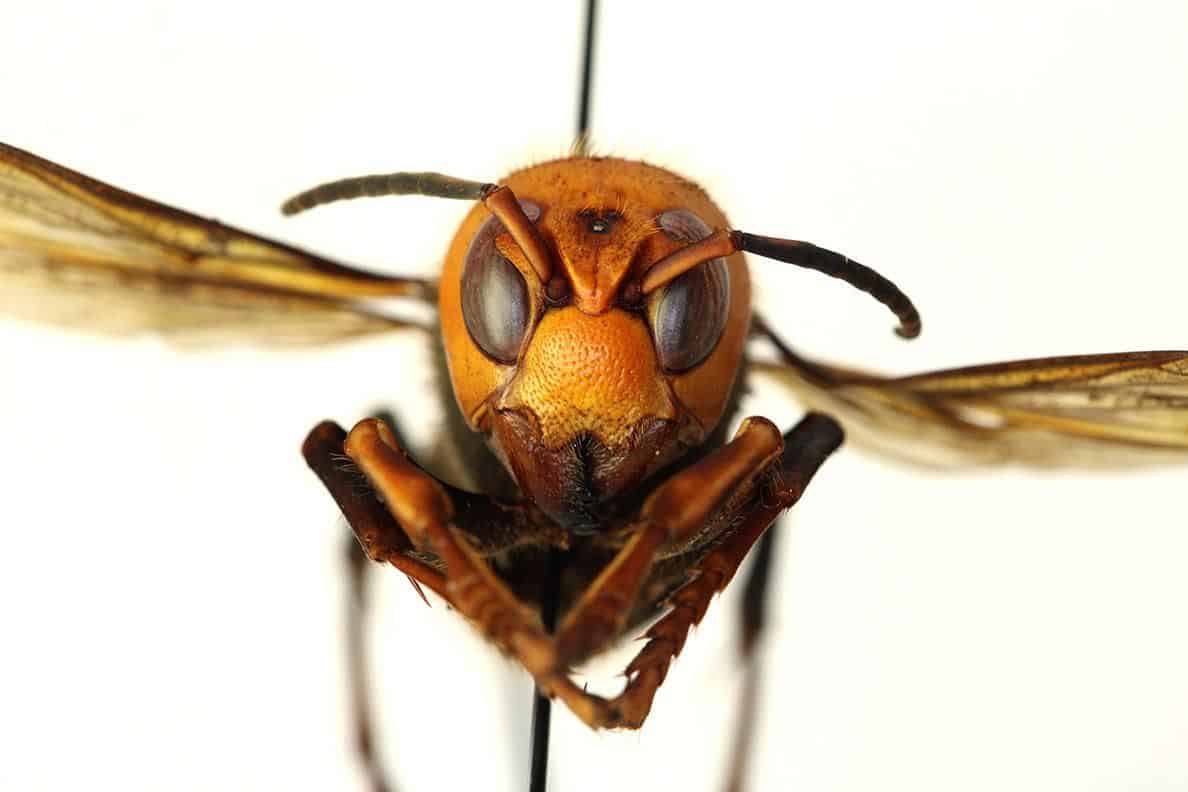 murder hornets arizona