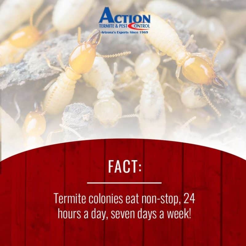 How to Get Rid of Termites