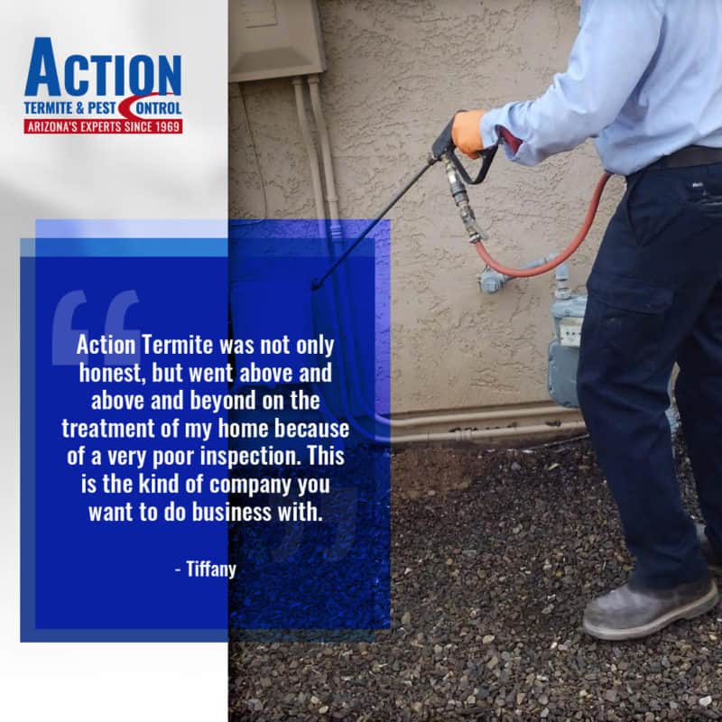 Do's and Don'ts of Termite Treatment