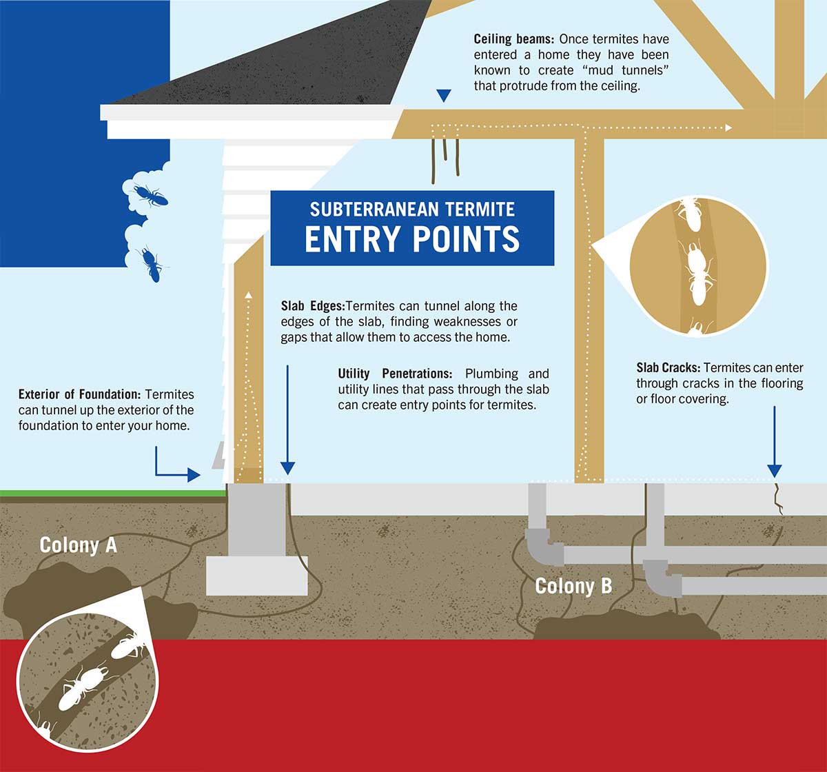 Termite Entry Points Graphic