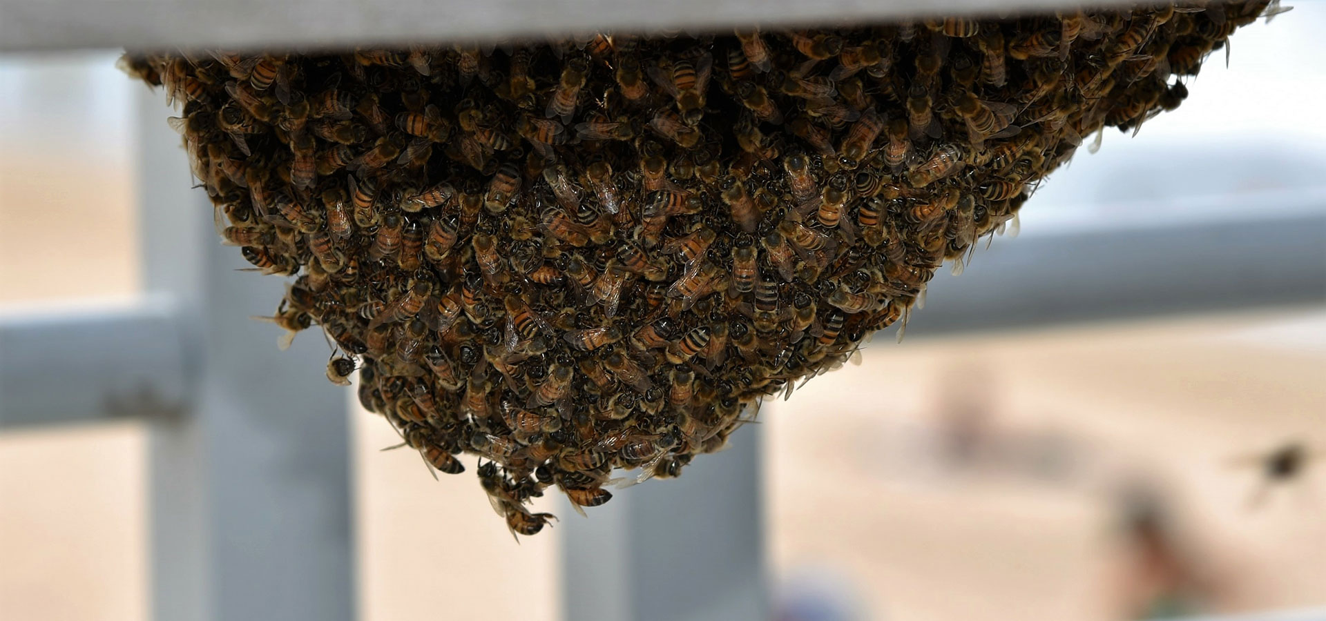 When to Call a Bee Exterminator