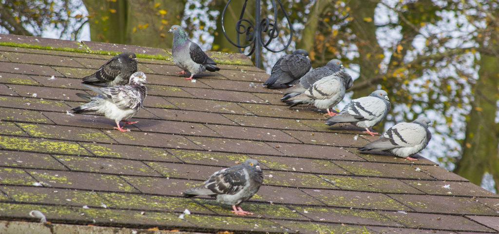 Pigeons