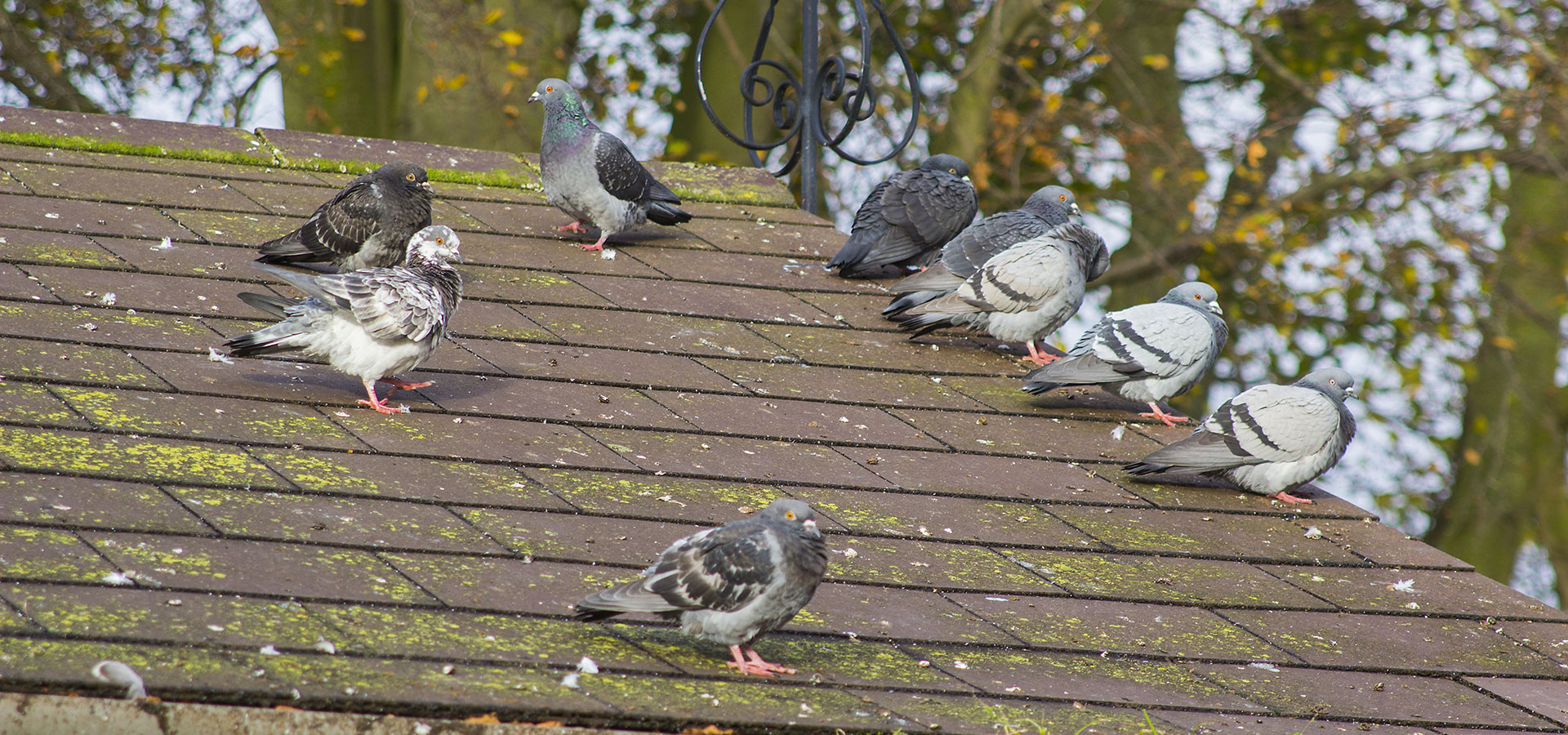 Pigeons