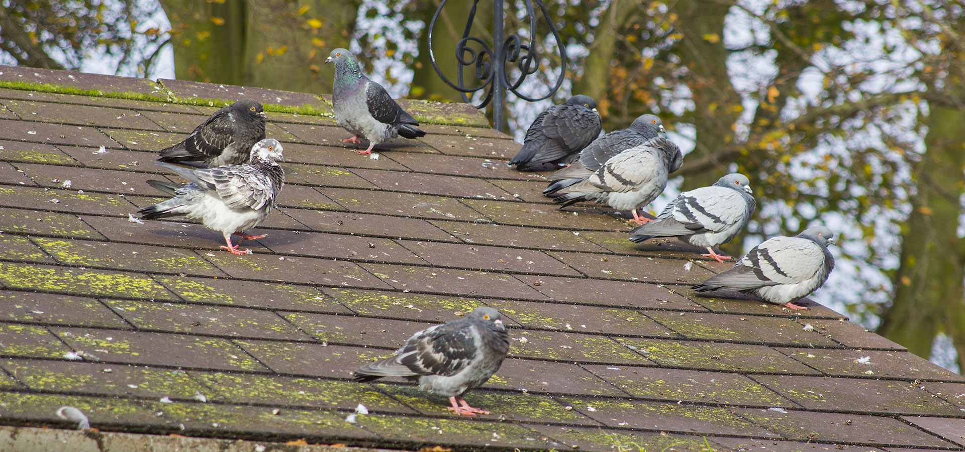 Pigeons