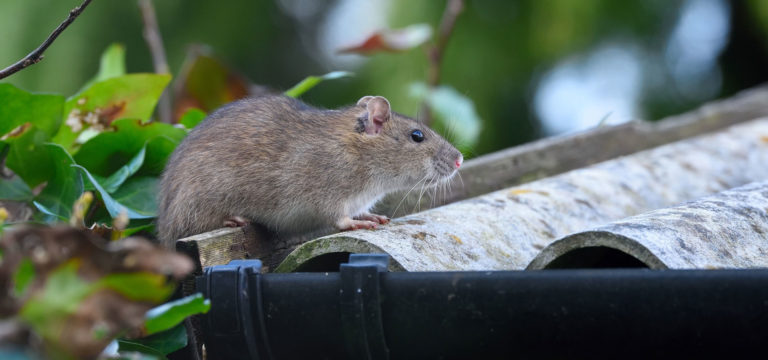 Roof Rats