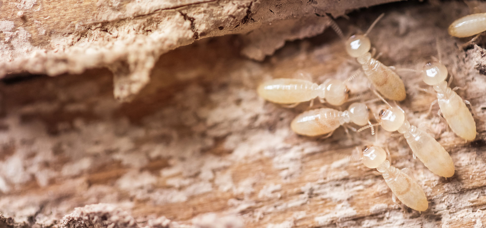 Termites in Phoenix