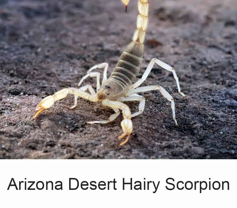 Arizona Desert Hairy Scorpion