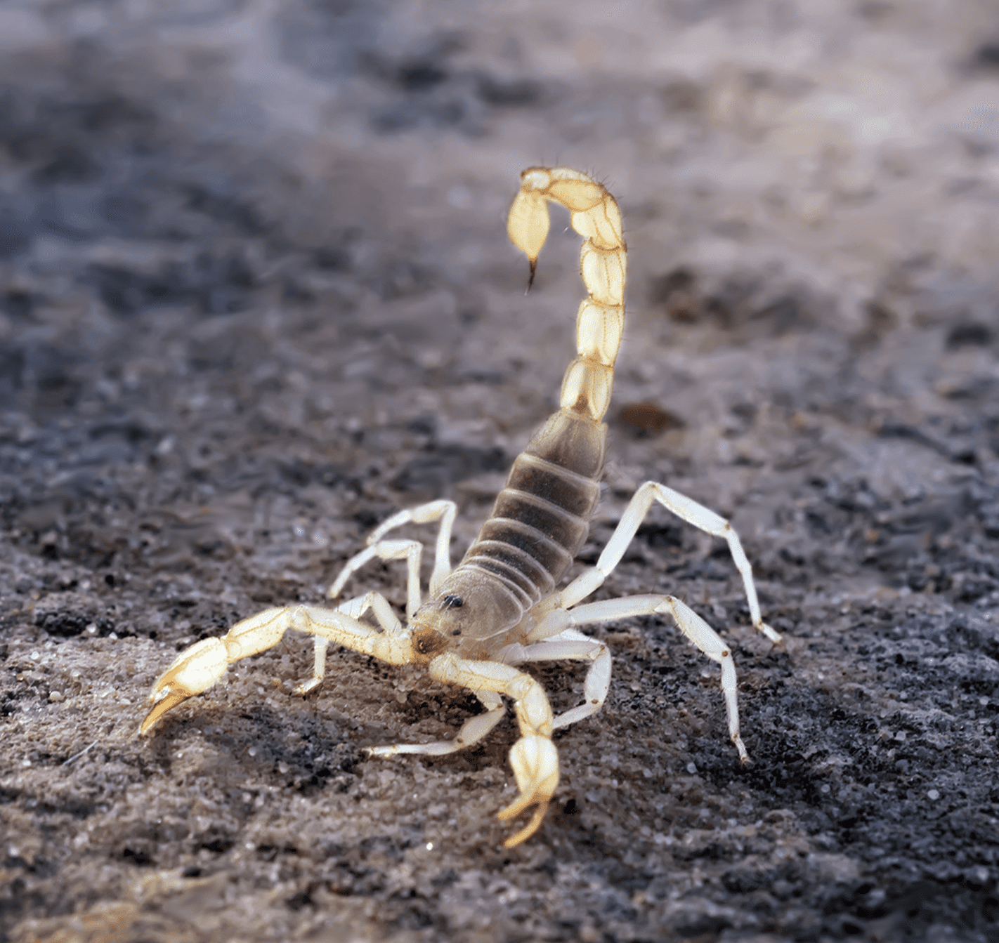 scorpion pest control phoenix