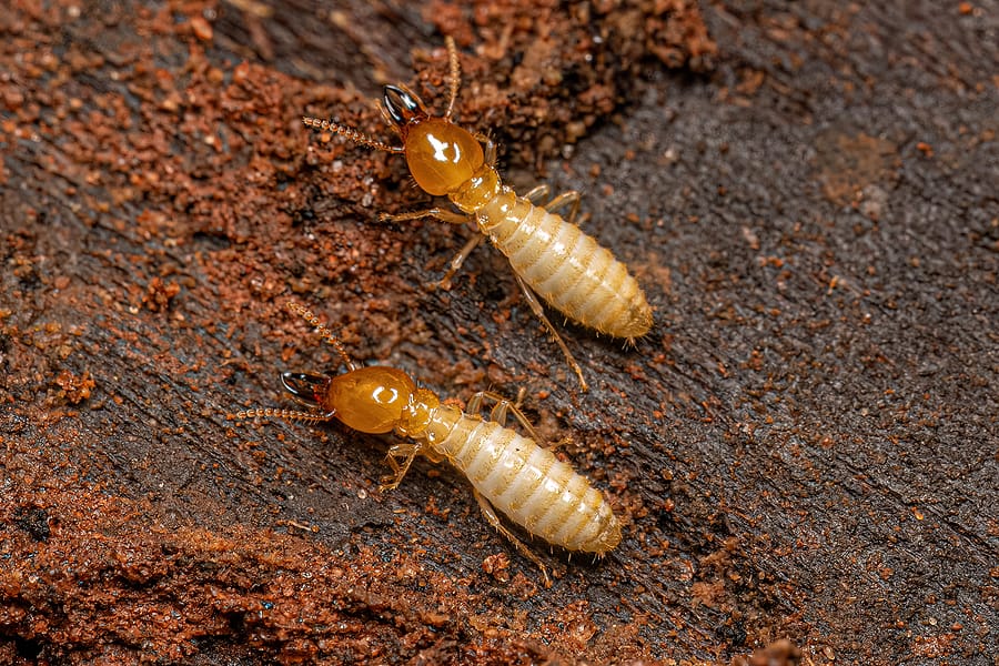 Termite Control Homestead