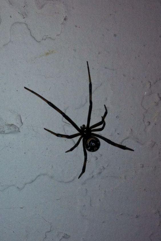 How do I get rid of Black Widow Spiders?