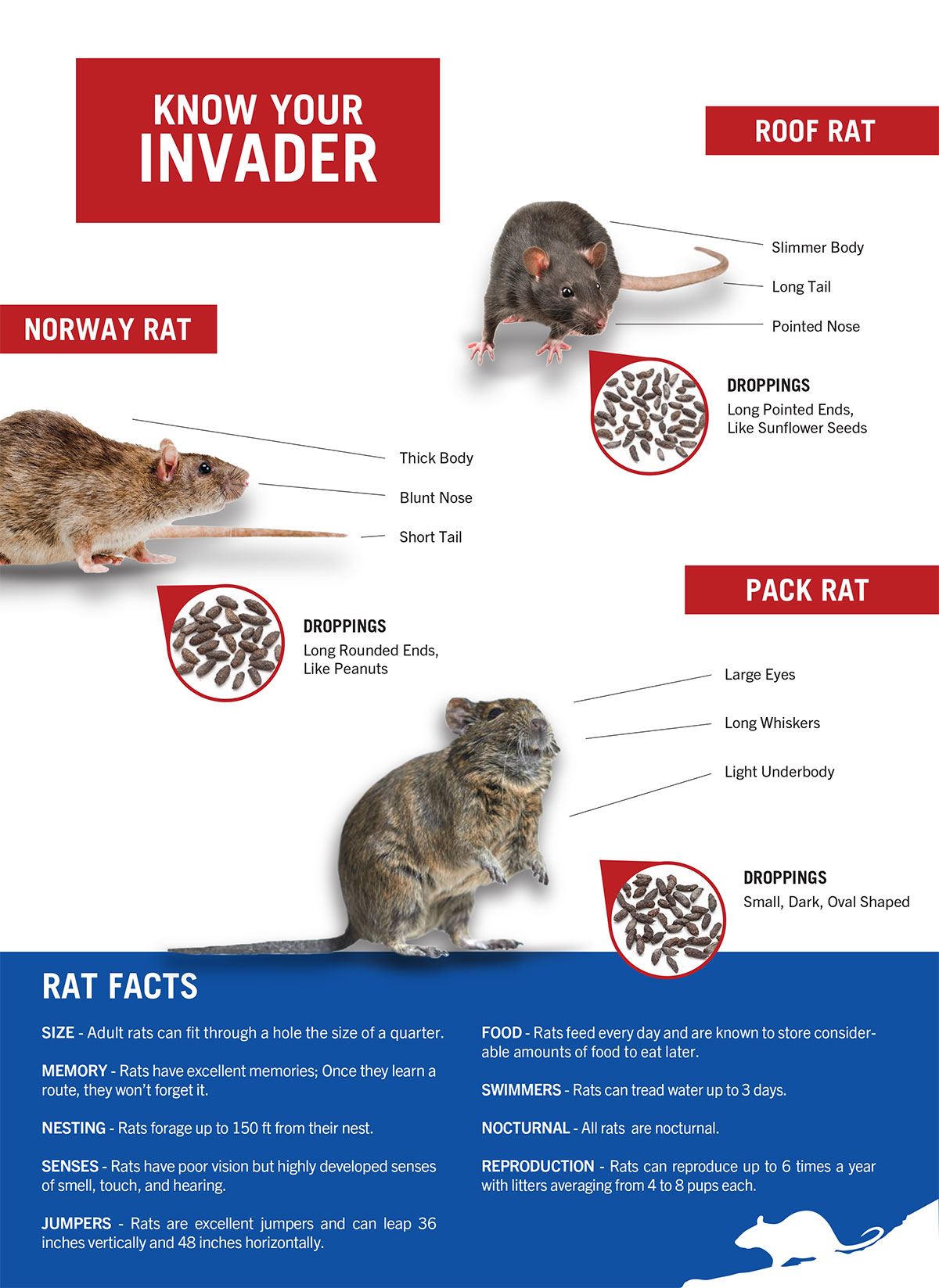 Know Your Rodents Graphic for Invading Rodent Species in Arizona - call for more information.