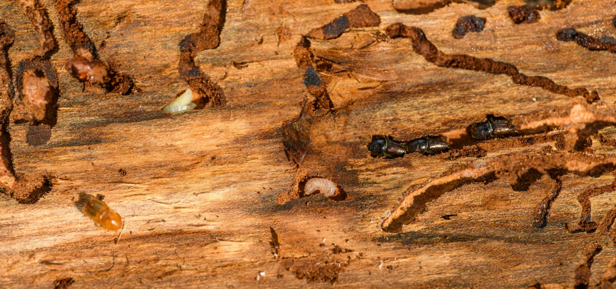 Pest Control Blog | Best Pest Control Tips (Learn More)