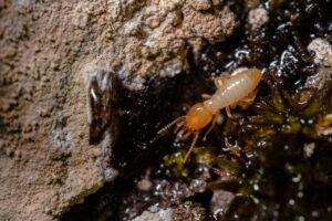 monsoon termite