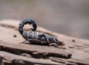 pest control scorpions