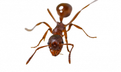 ants phoenix, ant pest control Phoenix AZ
